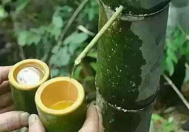 活竹酒为什么火了,揭秘活竹酒