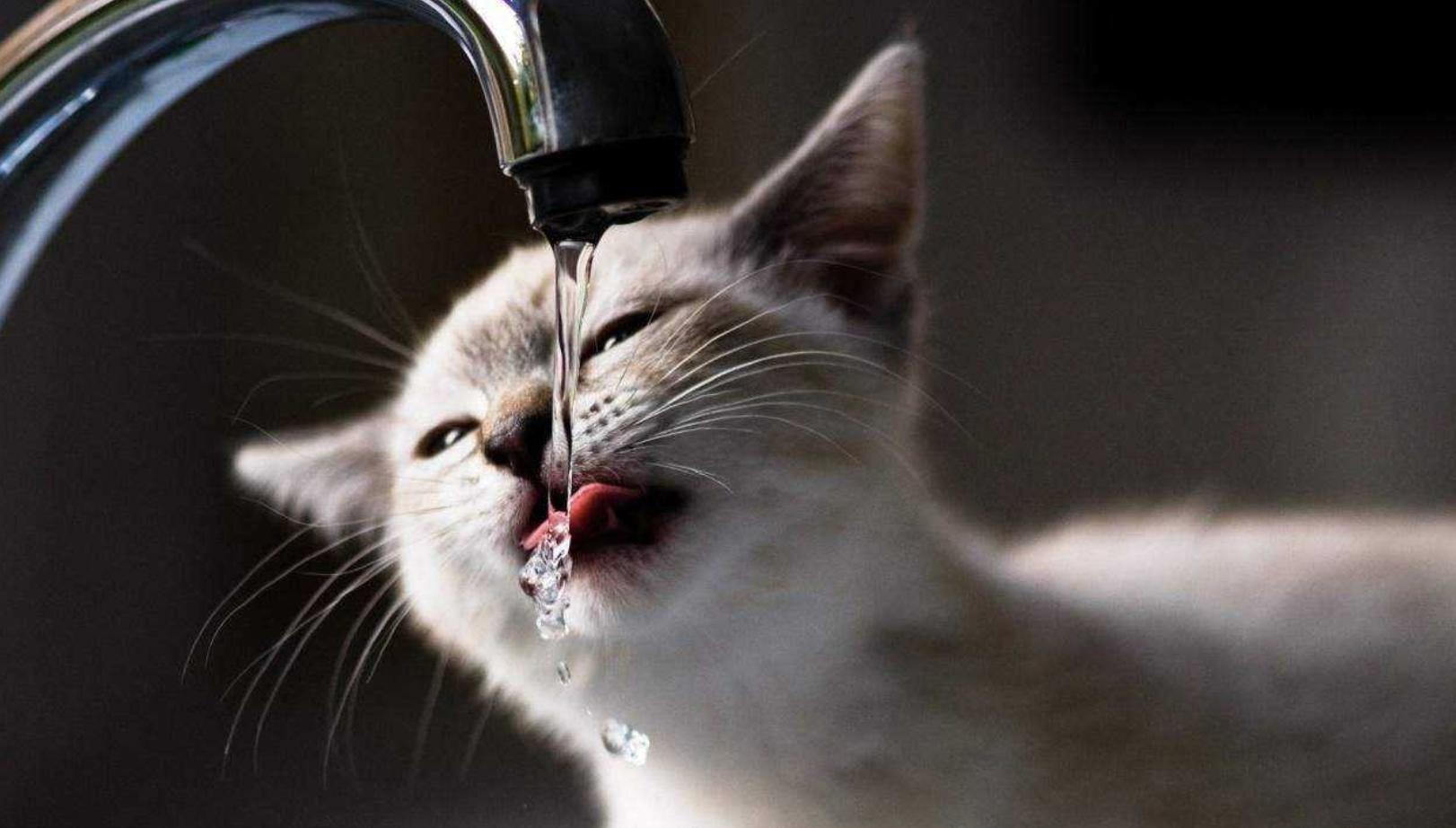 猫咪夏天中暑了怎么在家治疗,夏天猫咪中暑