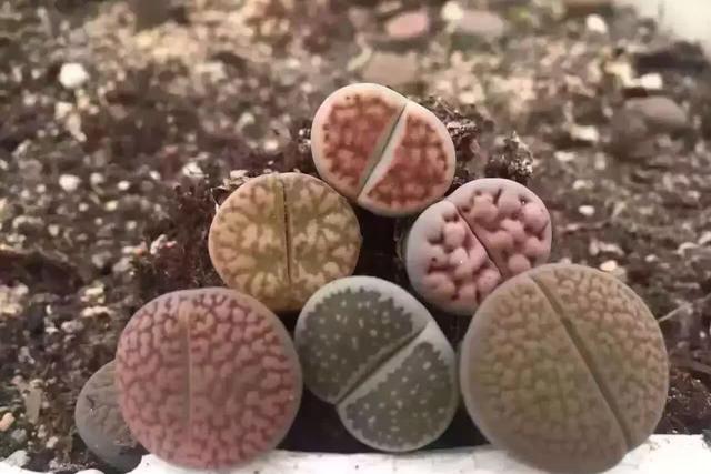 养生石花需要避开的5个误区，总结出了几点，帮你养好生石花