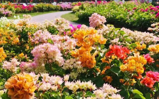 深圳花海景区推荐图片大全,深圳哪里有大片花海