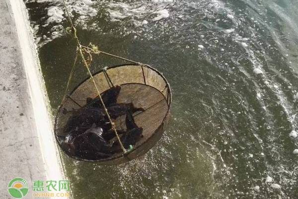 石斑鱼苗黑身病防治新方法,石斑鱼苗黑身的原因