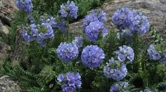 岩石花园景区,岩石园常用花卉