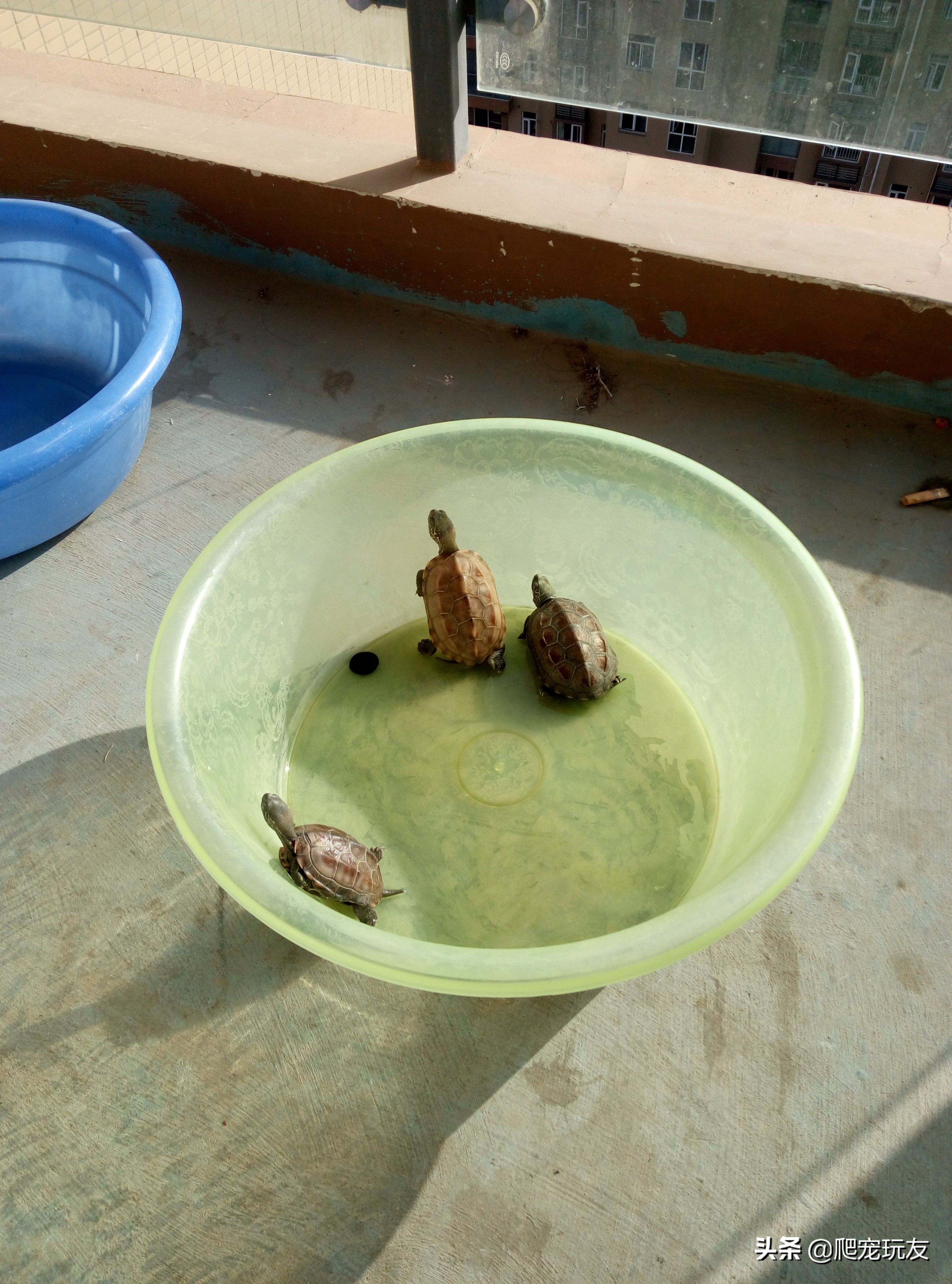 黄额龟补钙,龟怎么补充营养