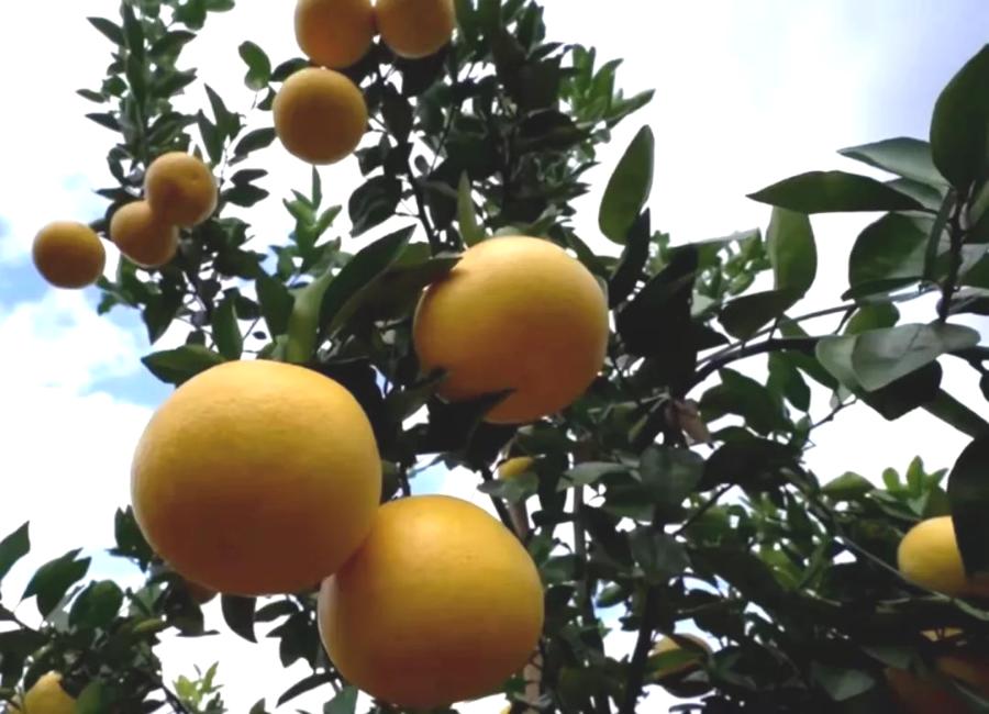 清远冬季水果,清远冬季水果采摘