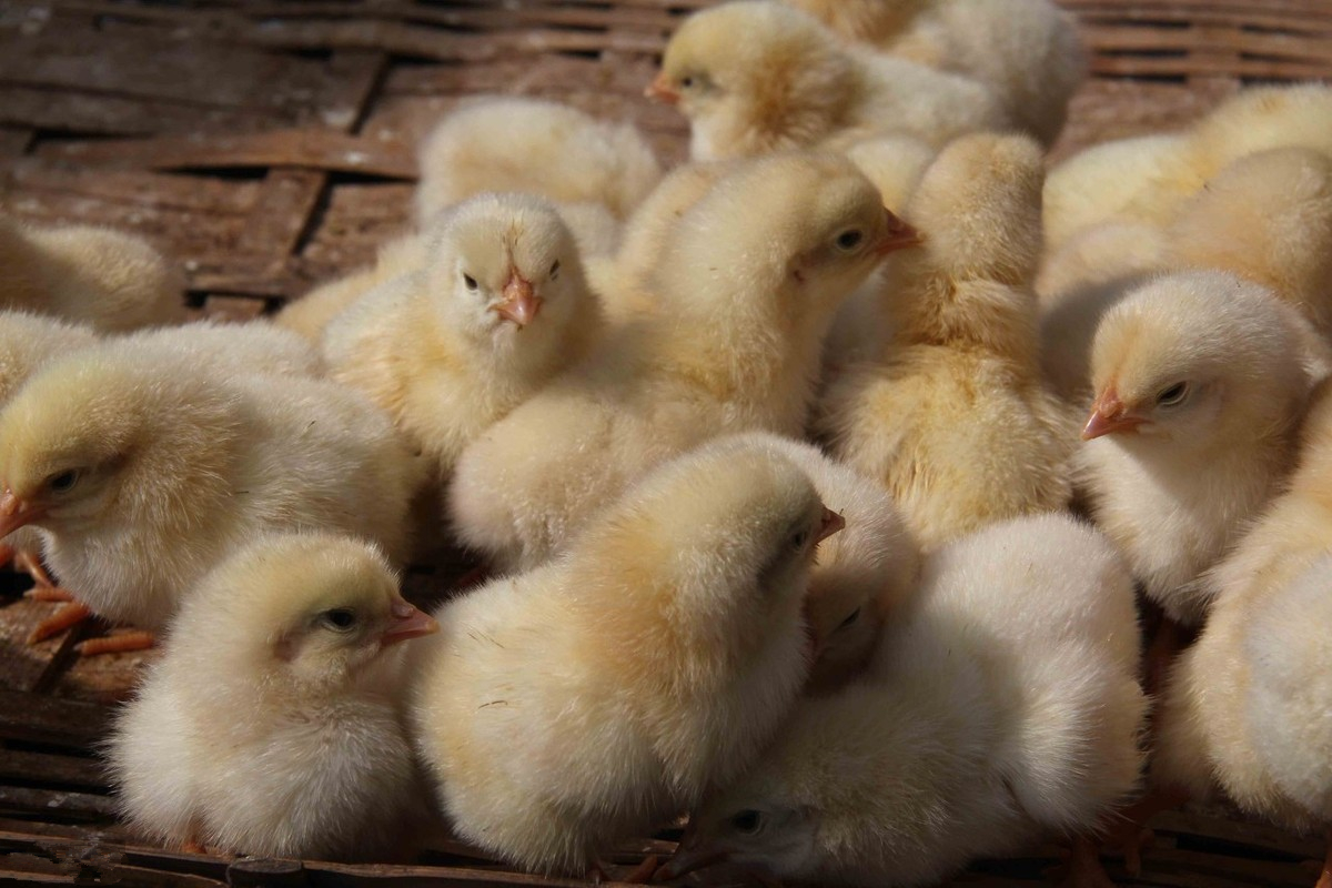 养鸡技术与管理方法,养鸡小技巧鸡饲料配方