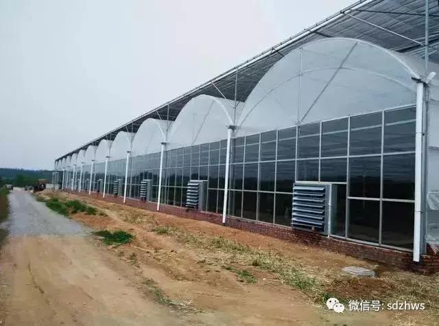 夏天为什么你的温室大棚不能用，而别人家的温室大棚里凉爽宜人