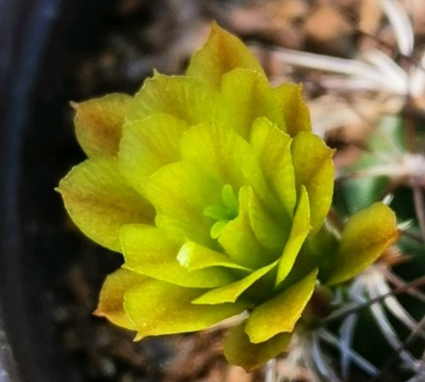 148个仙人球品种大全,100个仙人球品种