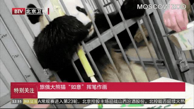 外国到底有多喜欢大熊猫,外国人是有多喜欢大熊猫