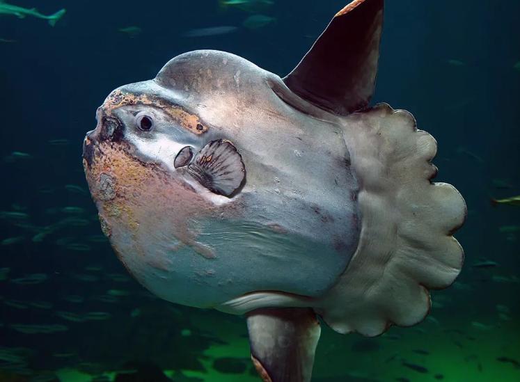 长白山天池只出不进为何不干涸,长白山天池为什么没有进水口