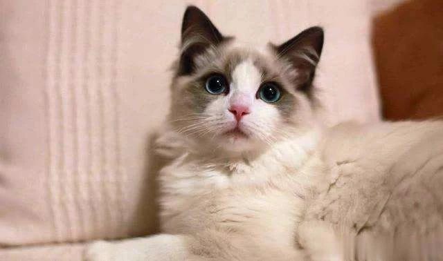 猫中暑怎么预防,猫中暑怎么缓解