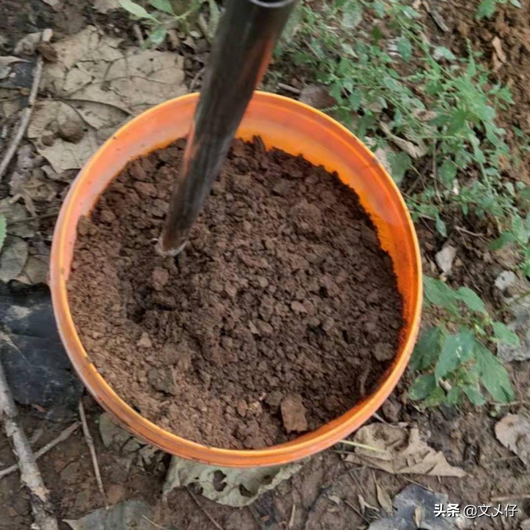 养殖经验谈,沼泽过滤和泥水养龟比较