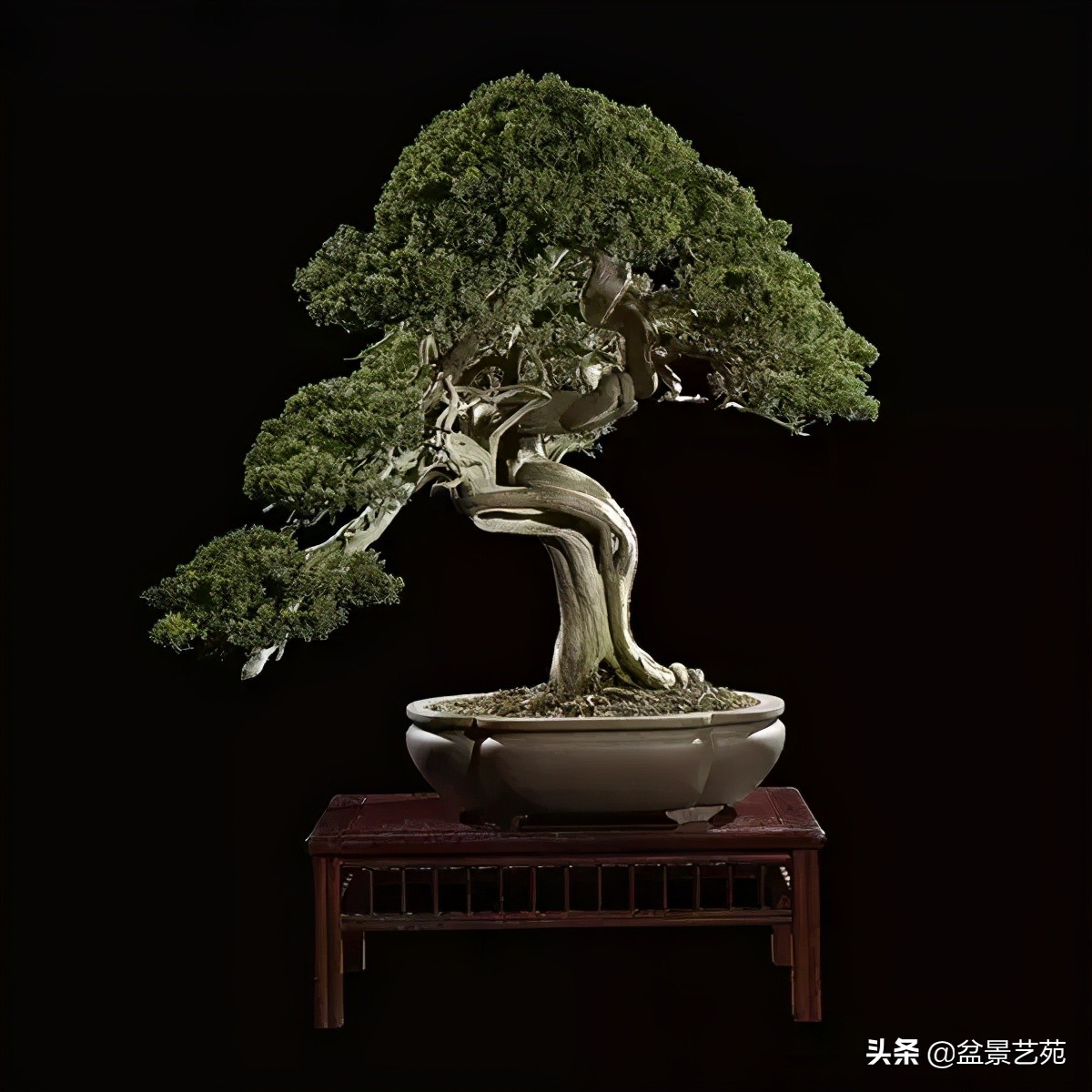 西泠印社砚台最高价拍卖记录,杭州西泠拍卖盆景