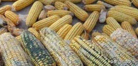 鸡冠发白的原因及解决方法,鸡冠发白还倒冠怎么了