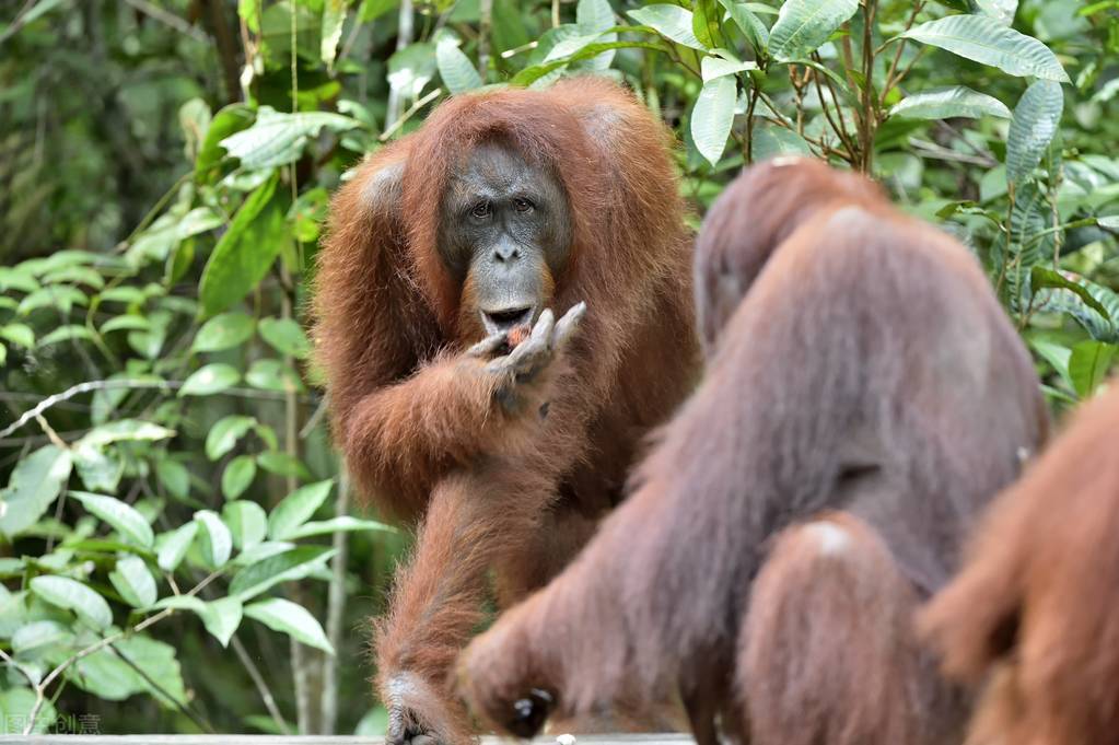 女野人住山洞真实生活,女野人被抓藏地窖