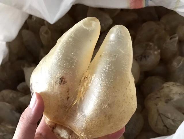 花胶的选购方法教你选择优质花胶,花胶怎么挑选好用