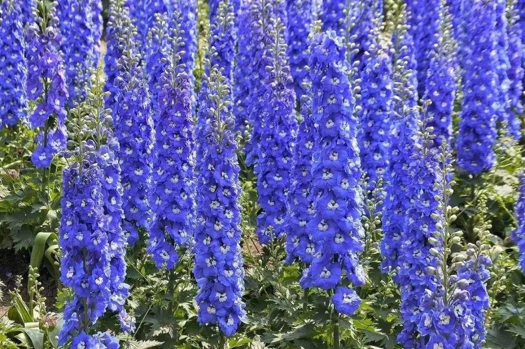 蓝紫色花系植物,蓝紫色系花境植物