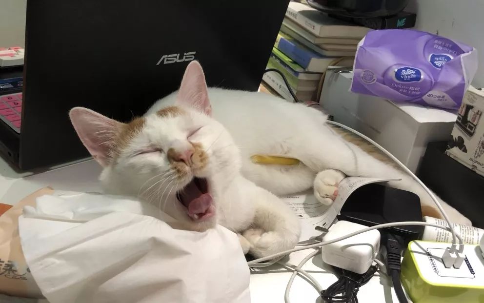 关于EGC身为铲屎官的你知多少？各种皮肤病都可能是EGC！