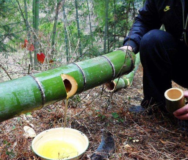 央视曝光竹酒骗局,竹酒骗局