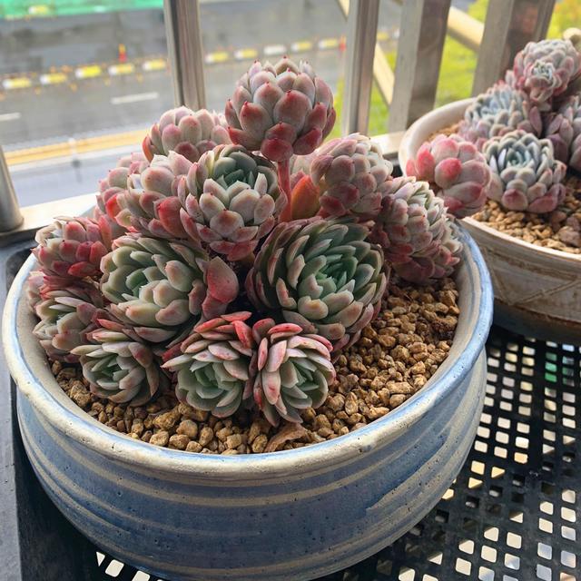 冰梅多肉夏天怎么养,夏季养多肉冰梅方法