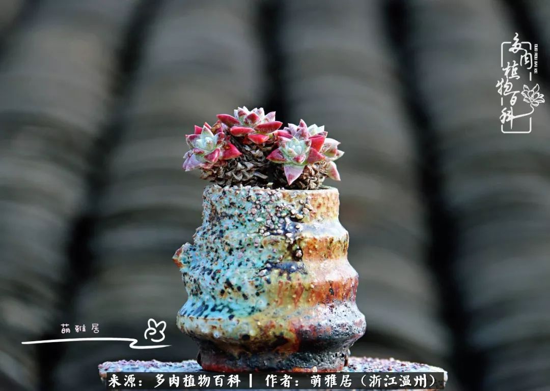 多肉最美的季节已来到,多肉最美的季节来临
