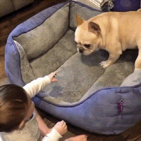 狗子偷吃猪手被发现,狗子被主人吓尿怎么办