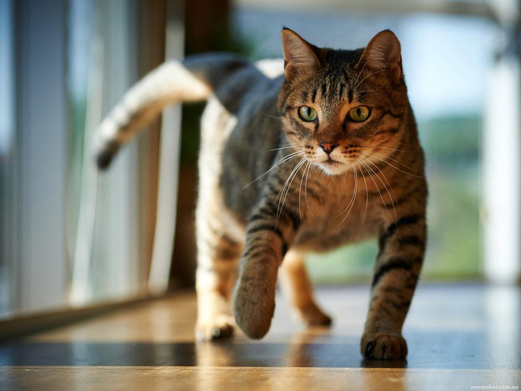 猫咪四肢有点瘸,猫咪四肢突然发直然后软