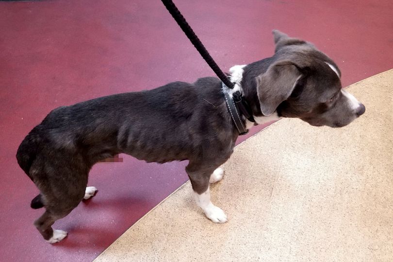 如果不爱请别伤害猫咪,如果不爱请别伤害宠物