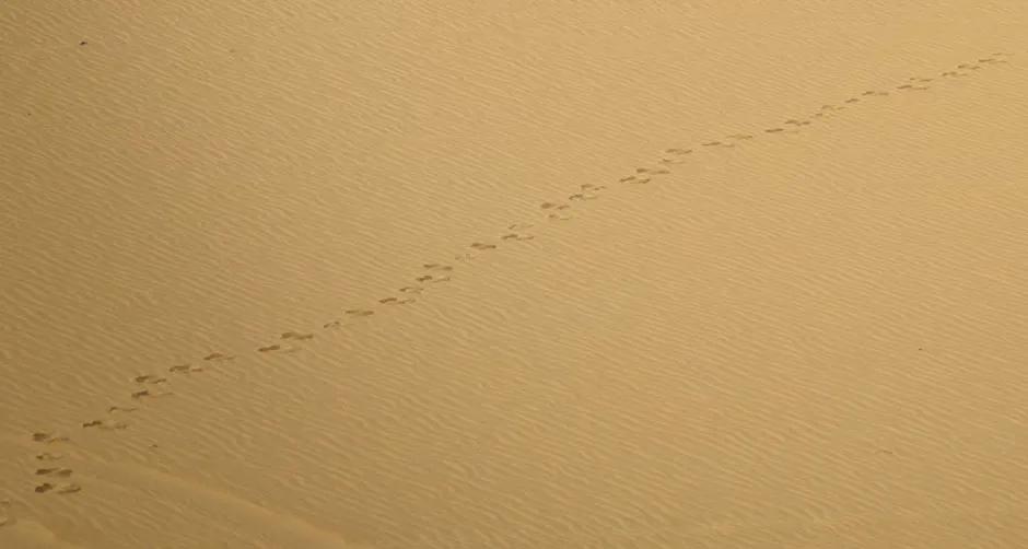 野外生存如何取水,野外生存取水怎么过滤瓶子