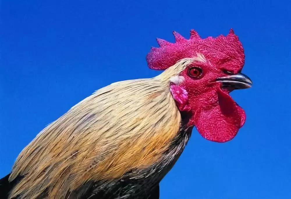 蛋鸡输卵管炎治疗哪个厂家的好,阿莫西林治疗蛋鸡输卵管炎有效吗