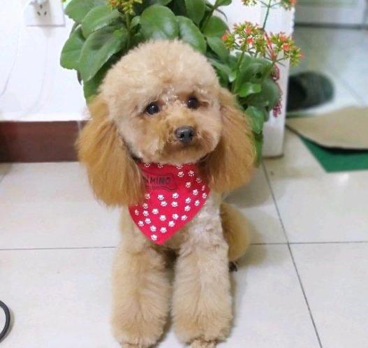 泰迪犬都有哪些优点和缺点,泰迪犬好不好养