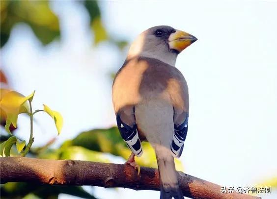 爱它，就请放过它青岛检察院就一起非法狩猎野生鸟类案提起诉讼