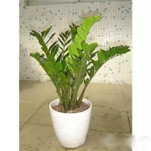 送给喜欢种花的人什么礼物,想养花却把花养死