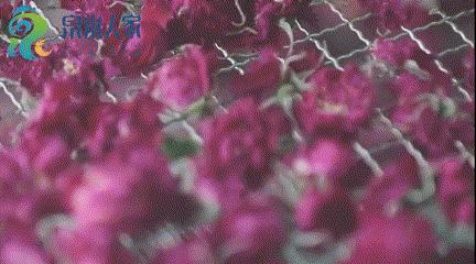 “老大哥”实力认证，25年0差评，细述济南天源玫瑰的从一而终