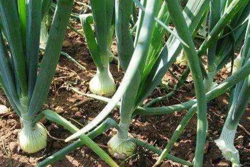 洋葱高产种植技术专家讲座视频,洋葱种植技术与管理专业