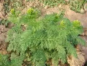 田里长草细看不是草,田间杂草的识别图片