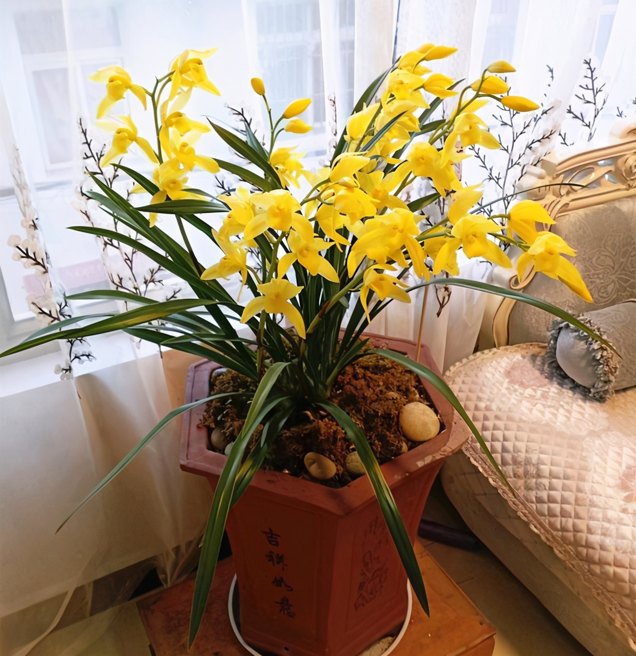 什么兰既好养开花又香,夏日养鲜花技巧