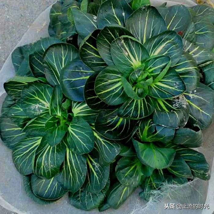 这些多肉有香味你都闻到过吗,这八种多肉每一个都是国宝级的