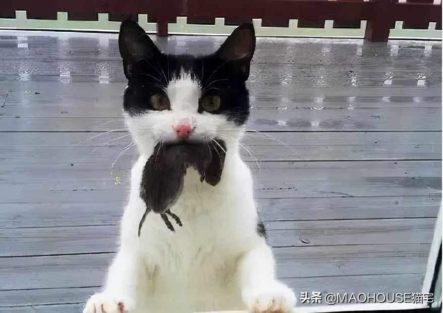 猫咪行为的含义,猫咪的沙雕行为