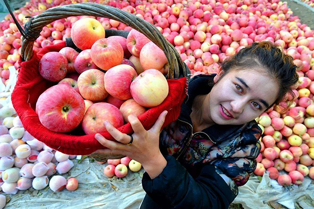 苹果冰糖心其实是苹果的一种病害,糖心苹果是病苹果吗