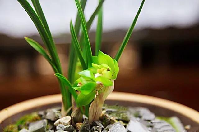 春兰天彭牡丹香味好吗,春兰天彭牡丹兰花简介