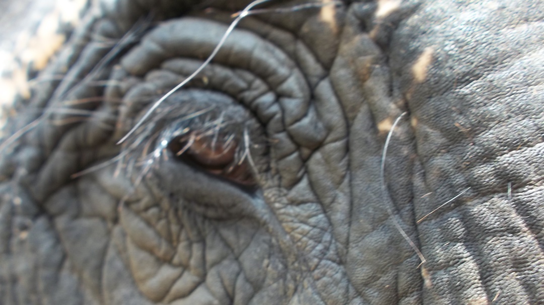 世界杯大象足球,大象足球比赛