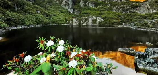 凉山州哪里可以赏花,西昌赏花攻略