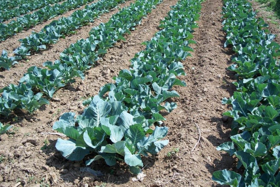 花菜不结球,花菜结球了还要施肥吗