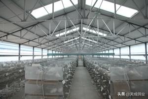 楼房养鸽子的好处,请问养鸽子能发财吗