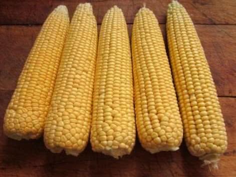 玉米粒钓大鱼最佳钓鱼方法,如何正确用玉米粒钓鱼