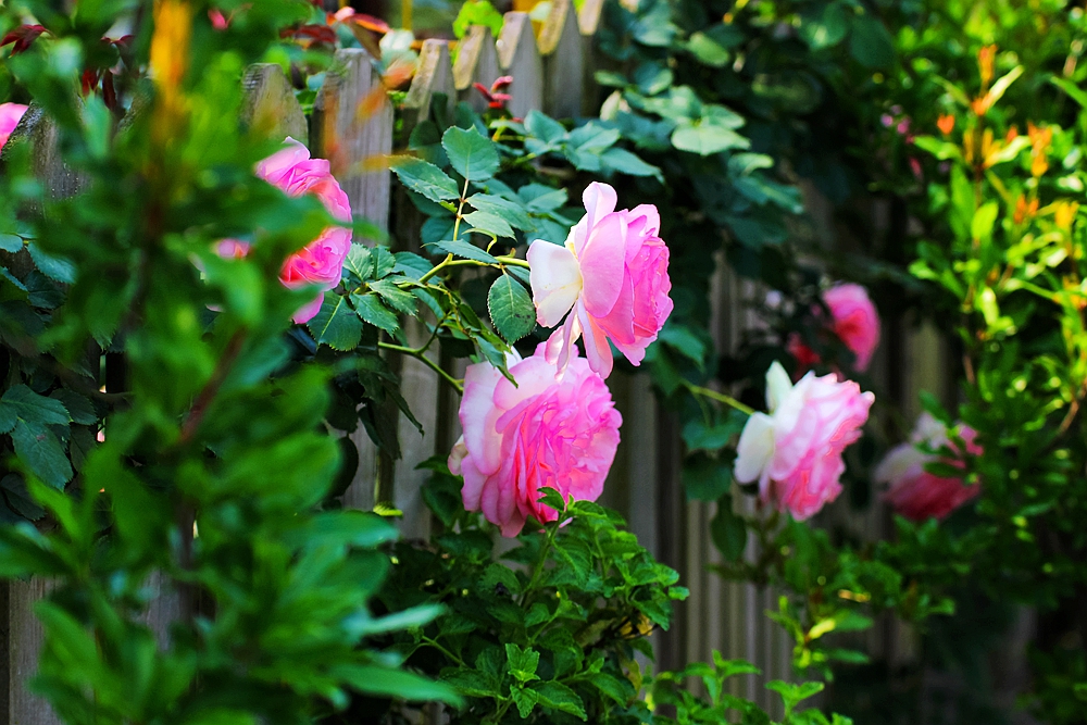 月季被称为花中皇后的故事,月季是国花还是市花