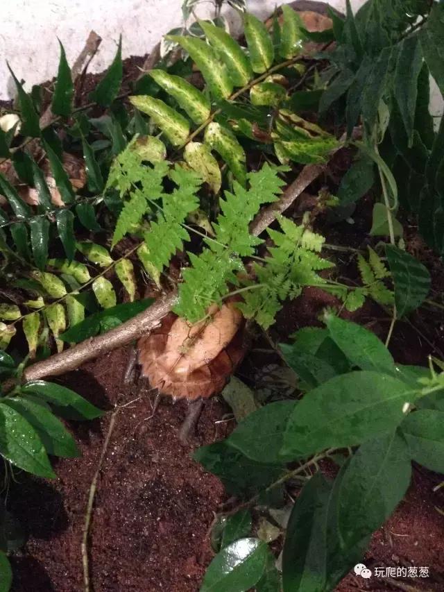 半水龟环境建造,椰土养半水龟