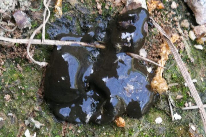 家禽顽固性肠炎，治标治本是关键,良心推荐