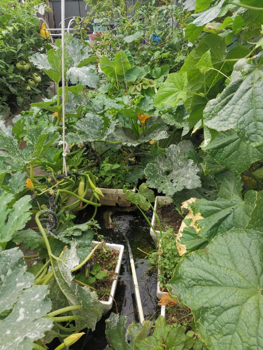 如何防止绿藻缠水泵,水泵会抽走绿藻吗