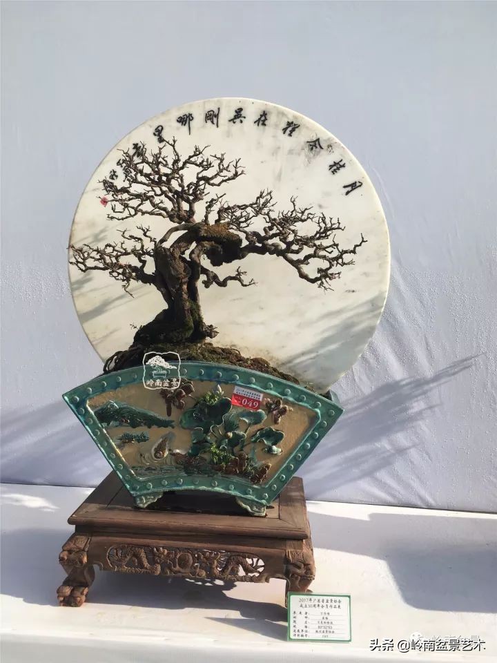 雀梅盆景下山桩如何栽,雀梅提根盆景老桩欣赏